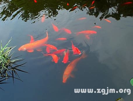 夢見水中有魚|夢見活魚